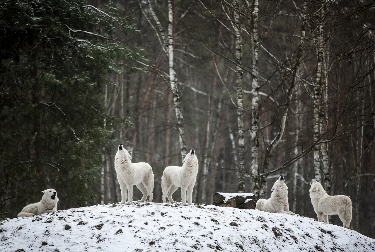 Tips for Photographing Snow and Ice While Traveling